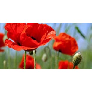 AMAPOLA PETALOS 20GR
