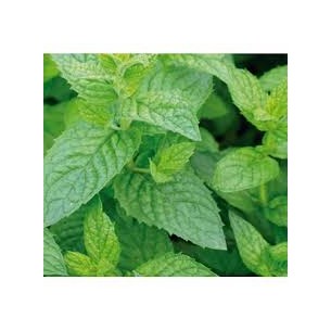 MENTA PIPERITA QUEBRADA 50GR