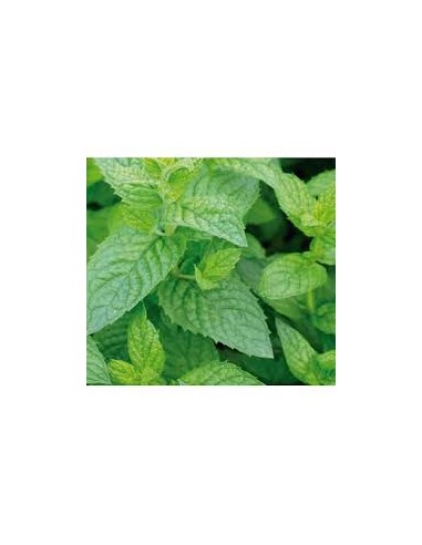 MENTA PIPERITA QUEBRADA 50GR