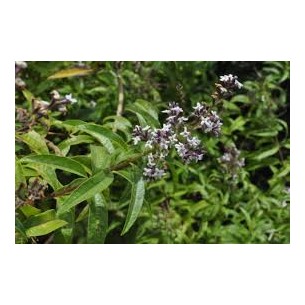 MARIA LUISA HOJAS EXTRA 30GR