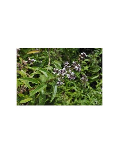 MARIA LUISA HOJAS EXTRA 30GR