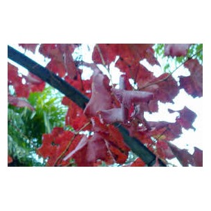 VID ROJA 100GR