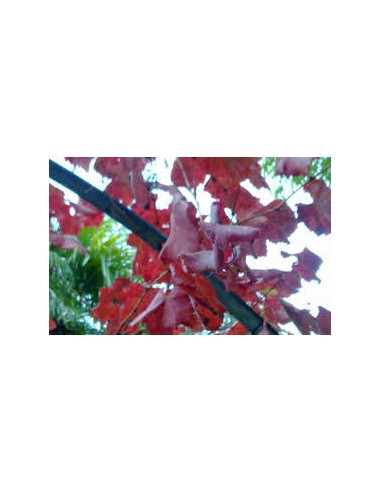VID ROJA 100GR