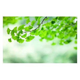 GINKGO BILOBA 100GR