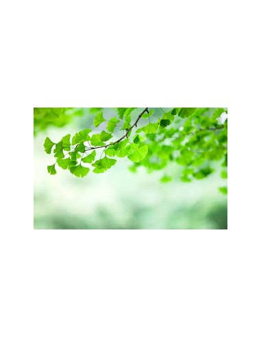 GINKGO BILOBA 100GR