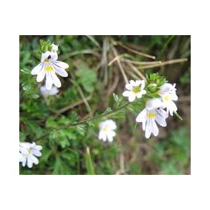 EUFRASIA 50GR