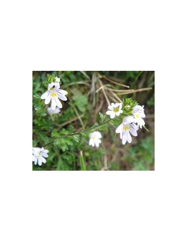 EUFRASIA 50GR