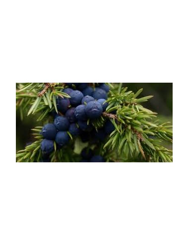ENEBRO BAYAS 100GR