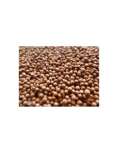 CORIANDROS 100GR
