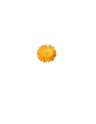 CALENDULAS 100GR