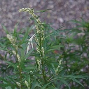 ARTEMISA 100GR