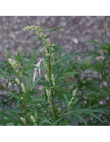 ARTEMISA 100GR
