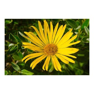 ARNICA FLOR 50GR