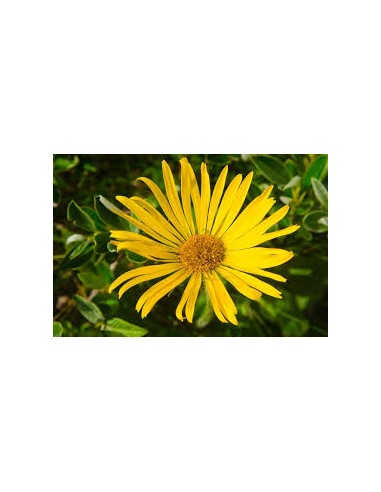 ARNICA FLOR 50GR