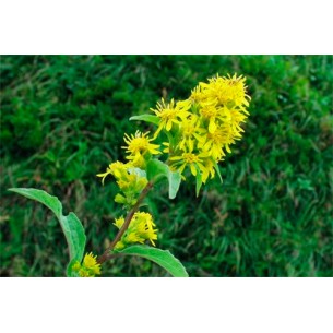 VARA ORO -SOLIDAGO- 100GR