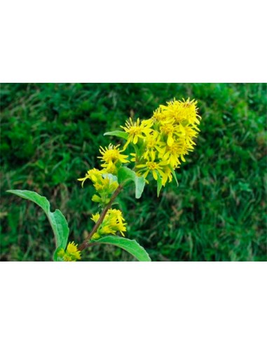 VARA ORO -SOLIDAGO- 100GR