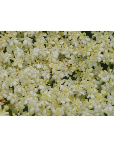 SAUCO FLOR 50GR