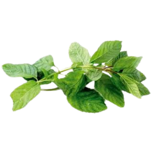 HIERBABUENA HOJAS 50GR