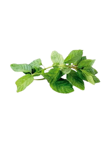 HIERBABUENA HOJAS 50GR