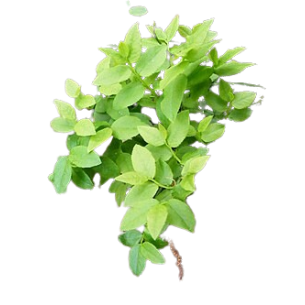 H ARANDANO 100GR