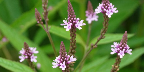 Verbena en Aromaterapia: Beneficios, Usos y Estrategias para Bienestar Natural